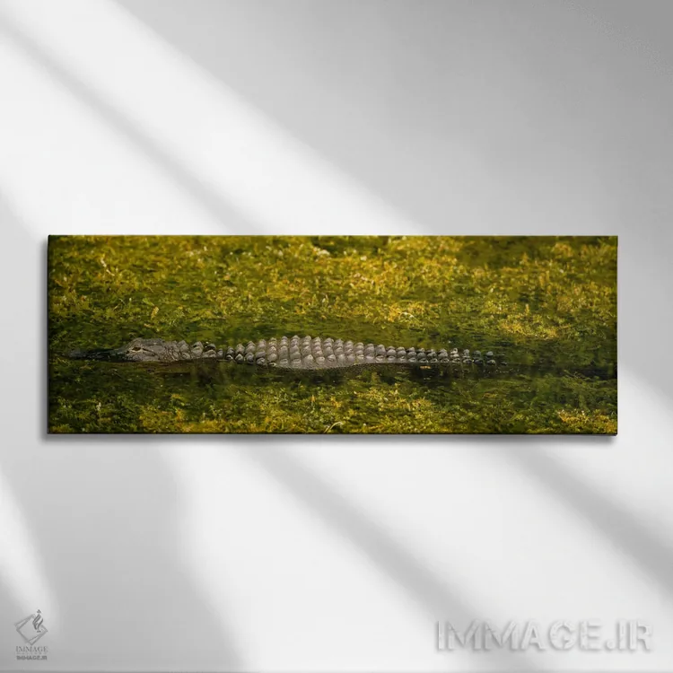 تابلو Tamiami, Ochopee, Florida, USA,تمساح در کانال، منطقه حفاظتشده بیگ سایپرس، تامیامی، اوچوپی، فلوریدا، آمریکا اثر پانورامیک ایمجز (استودیو عکاسی عریض) - نمای روبهرو روی دیوار