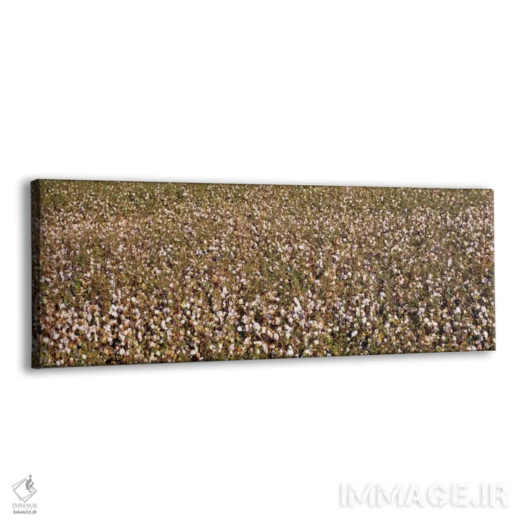 تابلو San Joaquin Valley, California, USA,نمای بالا از مزرعه پنبه، فرسنو، دره سن خوآکین، کالیفرنیا، آمریکا اثر پانورامیک ایمجز (استودیو عکاسی عریض) - نمای پرسپکتیو محصول