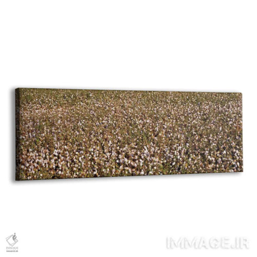 تابلو San Joaquin Valley, California, USA,نمای بالا از مزرعه پنبه، فرسنو، دره سن خوآکین، کالیفرنیا، آمریکا اثر پانورامیک ایمجز (استودیو عکاسی عریض) - نمای پرسپکتیو محصول