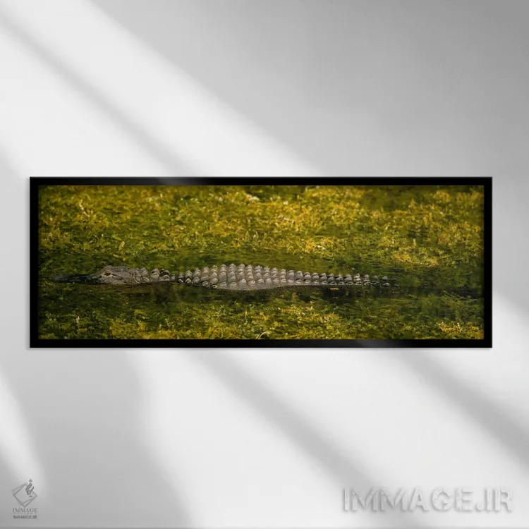 تابلو Tamiami, Ochopee, Florida, USA,تمساح در کانال، منطقه حفاظتشده بیگ سایپرس، تامیامی، اوچوپی، فلوریدا، آمریکا اثر پانورامیک ایمجز (استودیو عکاسی عریض) - نمای قابدار مشکی