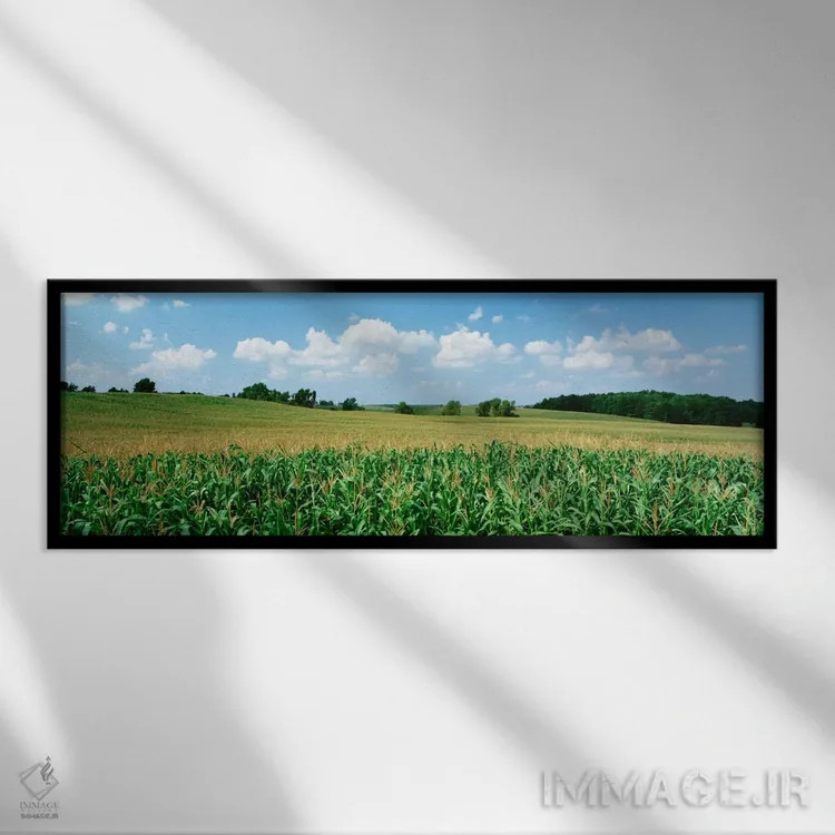 تابلو Wyoming County, New York, USA,مزرعه ذرت در وایومینگ کانتی، نیویورک، ایالات متحده آمریکا اثر پانورامیک ایمجز (استودیو عکاسی عریض) - نمای قابدار مشکی