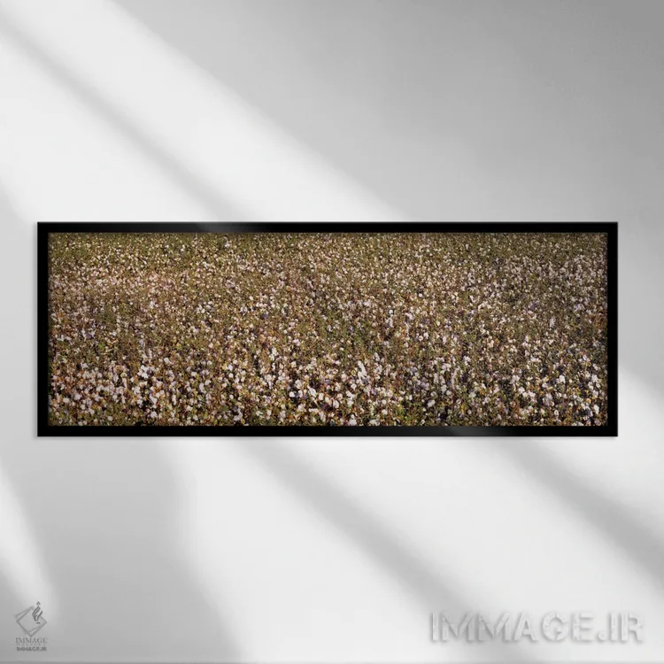 تابلو San Joaquin Valley, California, USA,نمای بالا از مزرعه پنبه، فرسنو، دره سن خوآکین، کالیفرنیا، آمریکا اثر پانورامیک ایمجز (استودیو عکاسی عریض) - نمای قابدار مشکی