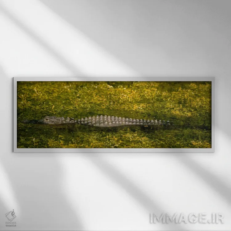 تابلو Tamiami, Ochopee, Florida, USA,تمساح در کانال، منطقه حفاظتشده بیگ سایپرس، تامیامی، اوچوپی، فلوریدا، آمریکا اثر پانورامیک ایمجز (استودیو عکاسی عریض) - نمای قابدار سفید