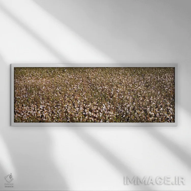 تابلو San Joaquin Valley, California, USA,نمای بالا از مزرعه پنبه، فرسنو، دره سن خوآکین، کالیفرنیا، آمریکا اثر پانورامیک ایمجز (استودیو عکاسی عریض) - نمای قابدار سفید