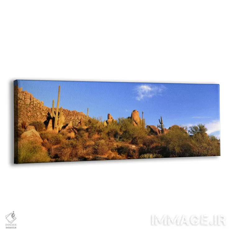 تابلو Sonoran Desert, Arizona, United States,منظره بیابانی، صحرای سونوران، آریزونا، ایالات متحده اثر پانورامیک ایمجز (استودیو عکاسی عریض) - نمای پرسپکتیو محصول
