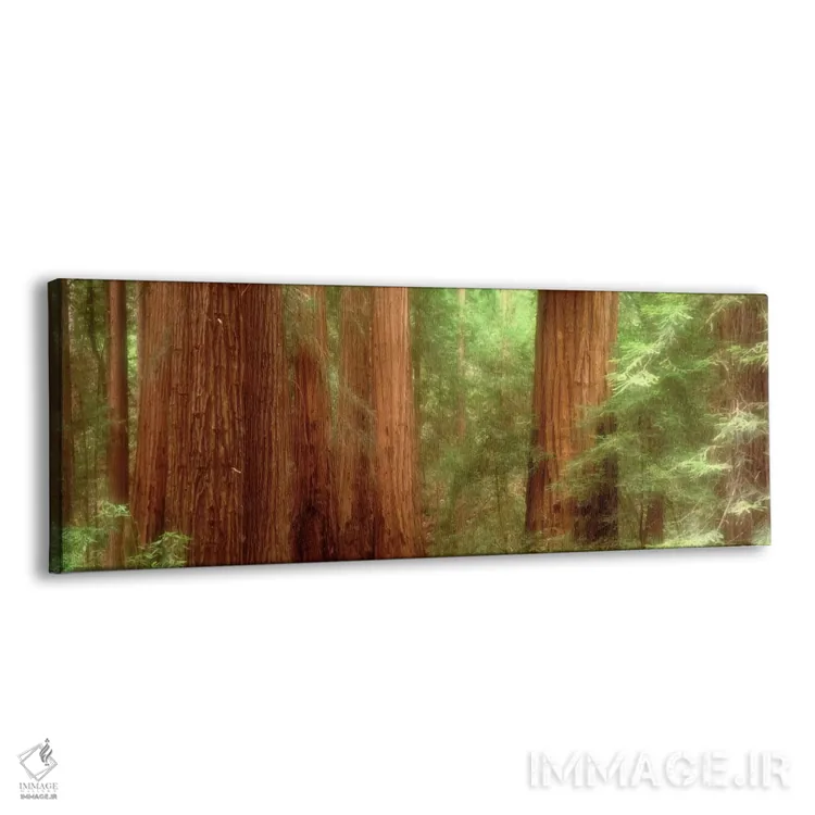 تابلو Muir Woods, California, USA,درختان سرخچوب، جنگل مویر، کالیفرنیا، آمریکا اثر پانورامیک ایمجز (استودیو عکاسی عریض) - نمای پرسپکتیو محصول