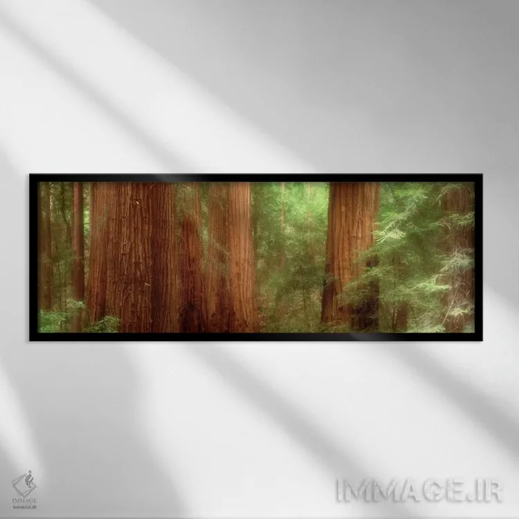 تابلو Muir Woods, California, USA,درختان سرخچوب، جنگل مویر، کالیفرنیا، آمریکا اثر پانورامیک ایمجز (استودیو عکاسی عریض) - نمای قابدار مشکی