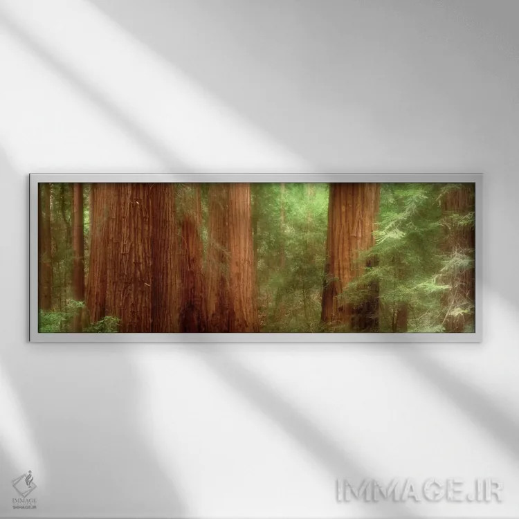 تابلو Muir Woods, California, USA,درختان سرخچوب، جنگل مویر، کالیفرنیا، آمریکا اثر پانورامیک ایمجز (استودیو عکاسی عریض) - نمای قابدار سفید