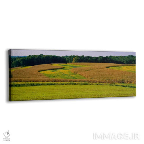 تابلو Baltimore, Maryland, USA,مزرعه ذرت، بالتیمور، مریلند، آمریکا اثر پانورامیک ایمجز (استودیو عکاسی عریض) - نمای پرسپکتیو محصول