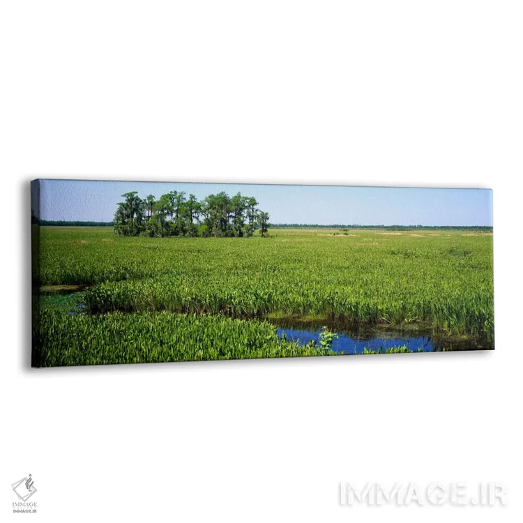 تابلو Jean Lafitte National Historical Park And Preserve, New Orleans, Louisiana, USA,گیاهان بر روی تالاب، پارک ملی تاریخی ژان لافیت، نیواورلئان، لوئیزیانا، آمریکا اثر پانورامیک ایمجز (استودیو عکاسی عریض) - نمای پرسپکتیو محصول