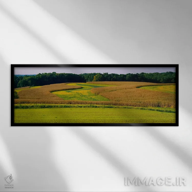 تابلو Baltimore, Maryland, USA,مزرعه ذرت، بالتیمور، مریلند، آمریکا اثر پانورامیک ایمجز (استودیو عکاسی عریض) - نمای قابدار مشکی