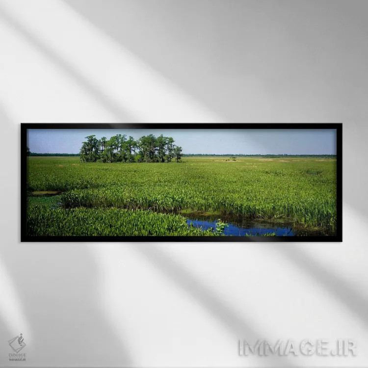 تابلو Jean Lafitte National Historical Park And Preserve, New Orleans, Louisiana, USA,گیاهان بر روی تالاب، پارک ملی تاریخی ژان لافیت، نیواورلئان، لوئیزیانا، آمریکا اثر پانورامیک ایمجز (استودیو عکاسی عریض) - نمای قابدار مشکی