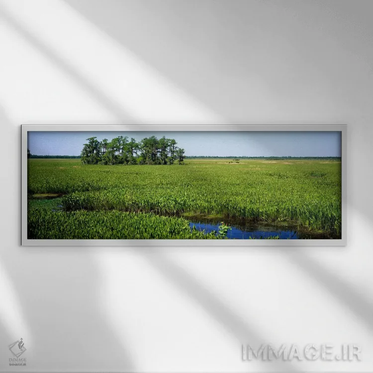 تابلو Jean Lafitte National Historical Park And Preserve, New Orleans, Louisiana, USA,گیاهان بر روی تالاب، پارک ملی تاریخی ژان لافیت، نیواورلئان، لوئیزیانا، آمریکا اثر پانورامیک ایمجز (استودیو عکاسی عریض) - نمای قابدار سفید