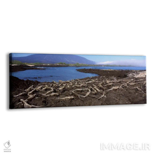 تابلو Galapagos Islands, Ecuador,ایگواناهای دریایی (آمبلیرینکوس کریستاتوس) در ساحل، جزیره فرنانباورا، جزایر گالاپاگوس، اکوادور اثر پانورامیک ایمجز (استودیو عکاسی عریض) - نمای پرسپکتیو محصول