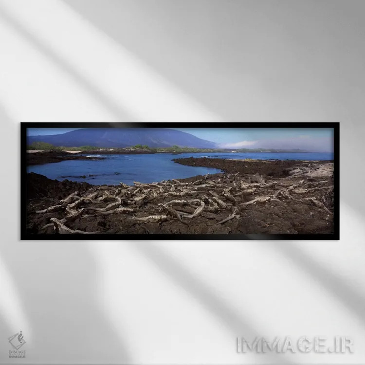 تابلو Galapagos Islands, Ecuador,ایگواناهای دریایی (آمبلیرینکوس کریستاتوس) در ساحل، جزیره فرنانباورا، جزایر گالاپاگوس، اکوادور اثر پانورامیک ایمجز (استودیو عکاسی عریض) - نمای قابدار مشکی