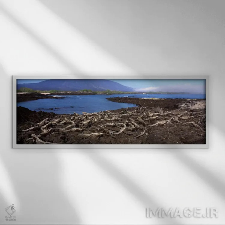 تابلو Galapagos Islands, Ecuador,ایگواناهای دریایی (آمبلیرینکوس کریستاتوس) در ساحل، جزیره فرنانباورا، جزایر گالاپاگوس، اکوادور اثر پانورامیک ایمجز (استودیو عکاسی عریض) - نمای قابدار سفید