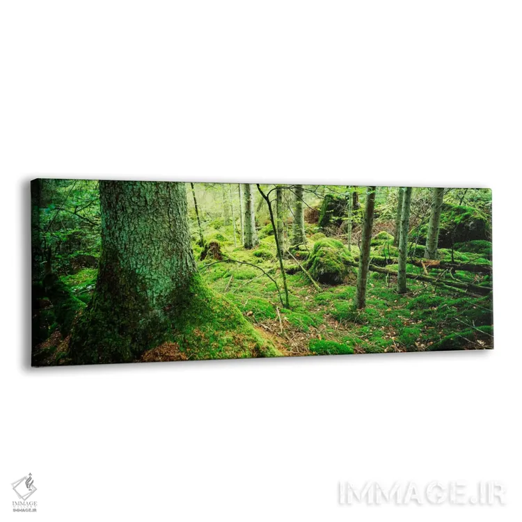 تابلو Siggeboda, Smaland, Sweden,تصویر نزدیک از خزه بر تنه درخت در جنگل، سیگبودا، اسمالاند، سوئد اثر پانورامیک ایمجز (استودیو عکاسی عریض) - نمای پرسپکتیو محصول