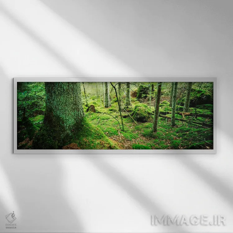 تابلو Siggeboda, Smaland, Sweden,تصویر نزدیک از خزه بر تنه درخت در جنگل، سیگبودا، اسمالاند، سوئد اثر پانورامیک ایمجز (استودیو عکاسی عریض) - نمای قابدار سفید