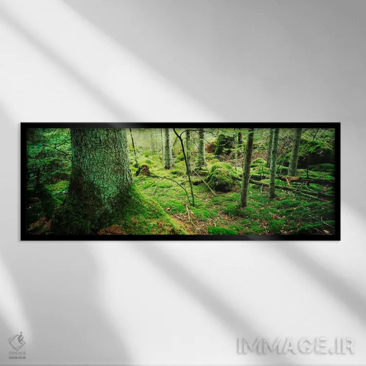 تابلو Siggeboda, Smaland, Sweden,تصویر نزدیک از خزه بر تنه درخت در جنگل، سیگبودا، اسمالاند، سوئد اثر پانورامیک ایمجز (استودیو عکاسی عریض) - نمای قابدار مشکی