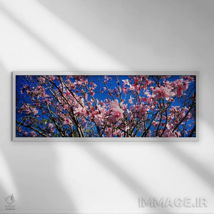 تابلو San Francisco, California, USA,درختان مگنولیا، پارک گلدن گیت، سانفرانسیسکو، کالیفرنیا، ایالات متحده آمریکا اثر پانورامیک ایمجز (استودیو عکاسی عریض) - نمای قابدار سفید