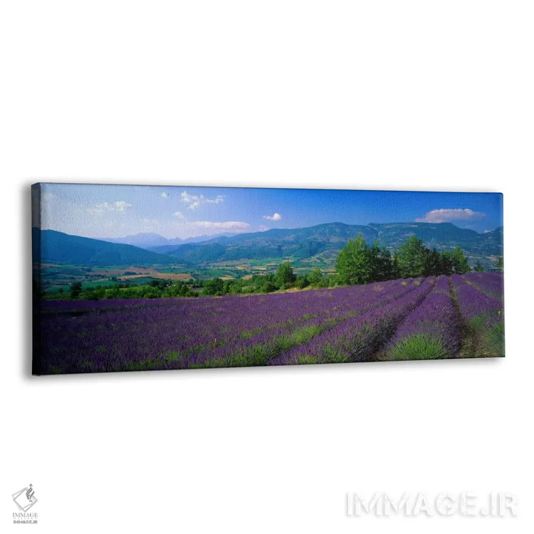 تابلو Drome, Auvergne,Rhone-Alpes, France,مزرعه اسطوخودوس، دروم، اوورنی-رون-آلپ، فرانسه اثر پانورامیک ایمجز (استودیو عکاسی عریض) - نمای پرسپکتیو محصول