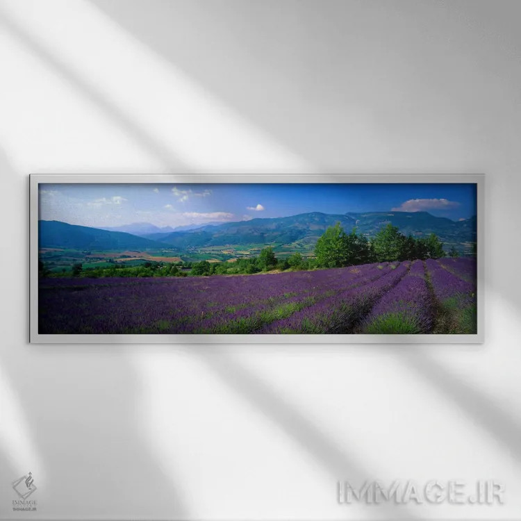 تابلو Drome, Auvergne,Rhone-Alpes, France,مزرعه اسطوخودوس، دروم، اوورنی-رون-آلپ، فرانسه اثر پانورامیک ایمجز (استودیو عکاسی عریض) - نمای قابدار سفید