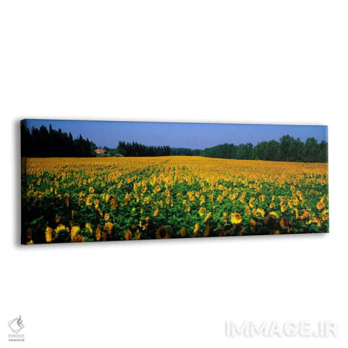 تابلو گلهای آفتابگردان، سن رمی دو پروانس، پروانس، فرانسه اثر پانورامیک ایمجز (استودیو عکاسی عریض) - نمای پرسپکتیو محصول