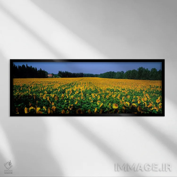 تابلو گلهای آفتابگردان، سن رمی دو پروانس، پروانس، فرانسه اثر پانورامیک ایمجز (استودیو عکاسی عریض) - نمای قابدار مشکی