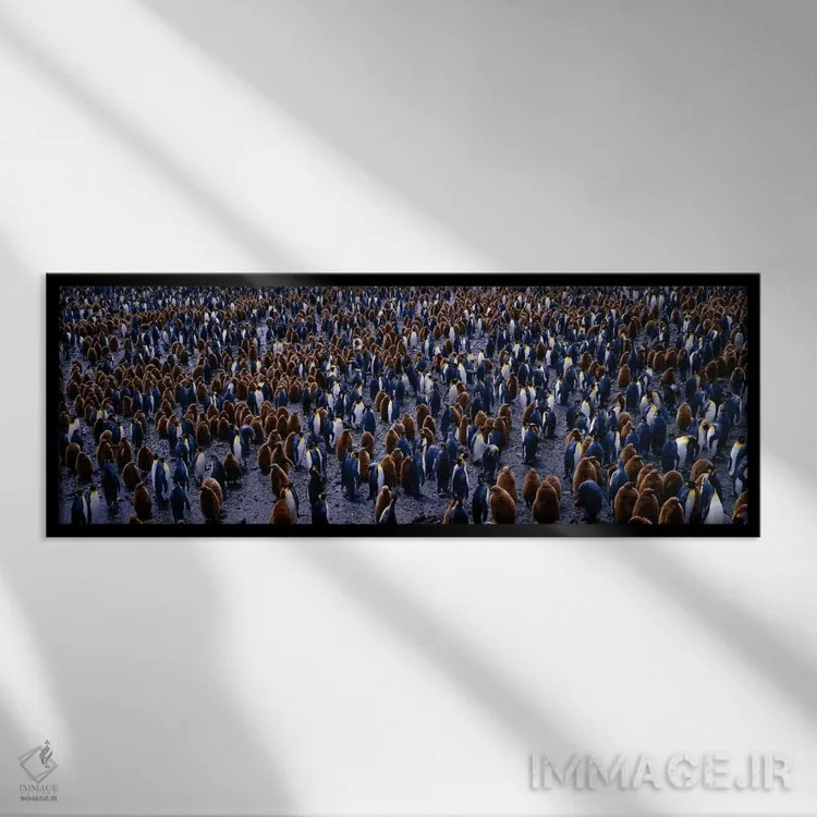 تابلو کلنی پنگوئن پادشاه، دشت سالزبری، جورجیا جنوبی، نواحی زیرجنوبگان اثر پانورامیک ایمجز (استودیو عکاسی عریض) - نمای قابدار مشکی