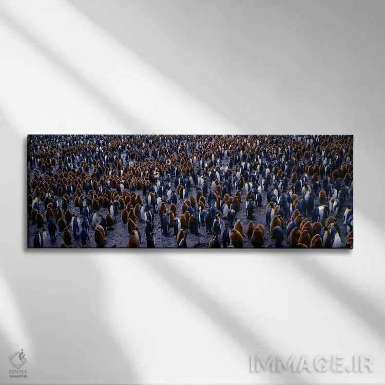 تابلو کلنی پنگوئن پادشاه، دشت سالزبری، جورجیا جنوبی، نواحی زیرجنوبگان اثر پانورامیک ایمجز (استودیو عکاسی عریض) - نمای روبهرو روی دیوار