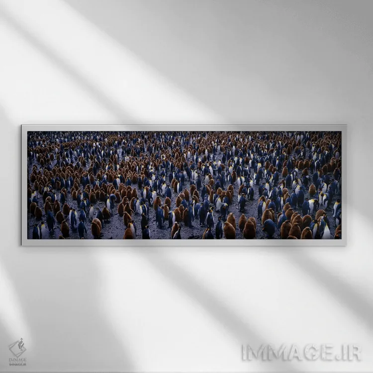 تابلو کلنی پنگوئن پادشاه، دشت سالزبری، جورجیا جنوبی، نواحی زیرجنوبگان اثر پانورامیک ایمجز (استودیو عکاسی عریض) - نمای قابدار سفید