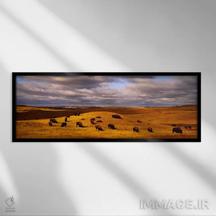 تابلو USA,نمای بالا از گله گاومیش در دشتی در داکوتای شمالی، آمریکا اثر پانورامیک ایمجز (استودیو عکاسی عریض) - نمای قابدار مشکی