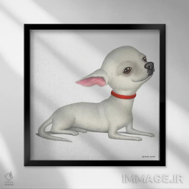 تابلو چیهواهوا سفید اثر دنی گوردون - نمای قابدار مشکی