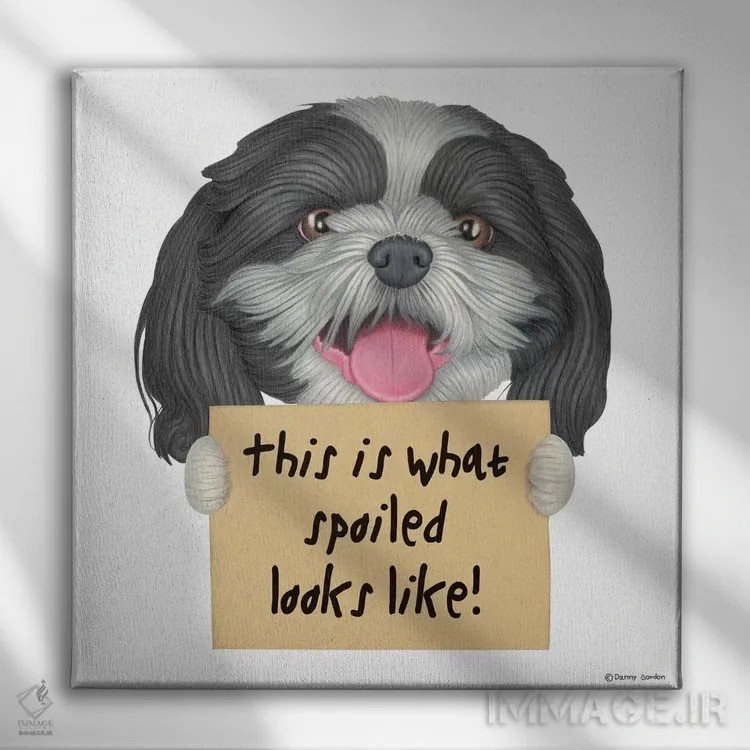 تابلو شیهتزو: مثل لوسها اثر دنی گوردون - نمای روبهرو روی دیوار