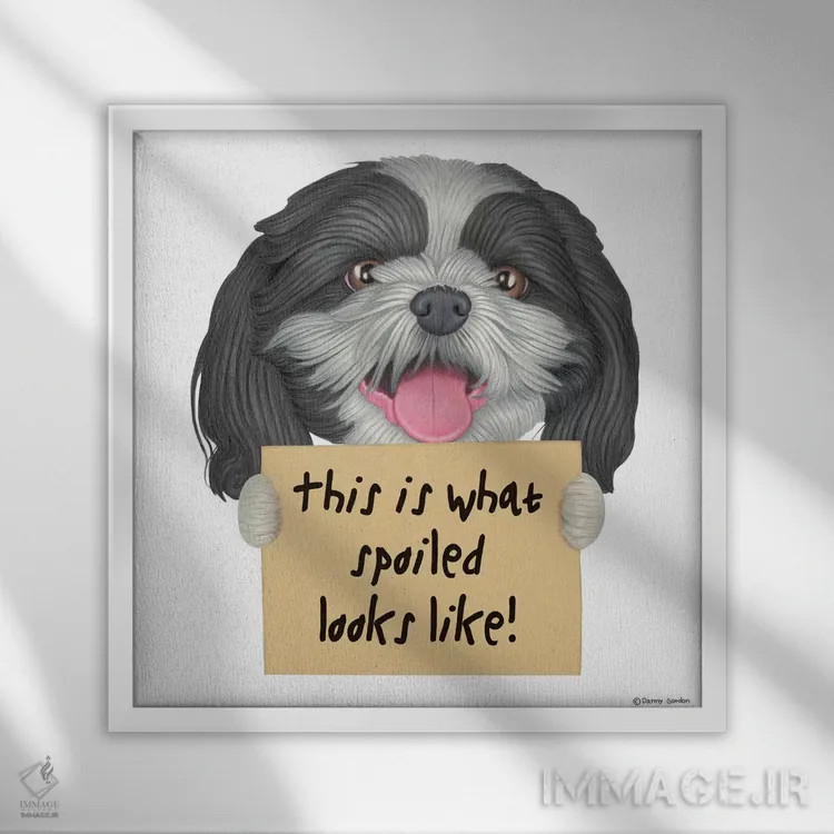 تابلو شیهتزو: مثل لوسها اثر دنی گوردون - نمای قابدار سفید