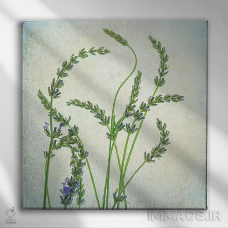 تابلو اسطوخودوس I اثر دیان پوینسکی - نمای روبهرو روی دیوار