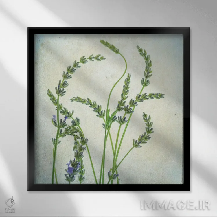 تابلو اسطوخودوس I اثر دیان پوینسکی - نمای قابدار مشکی