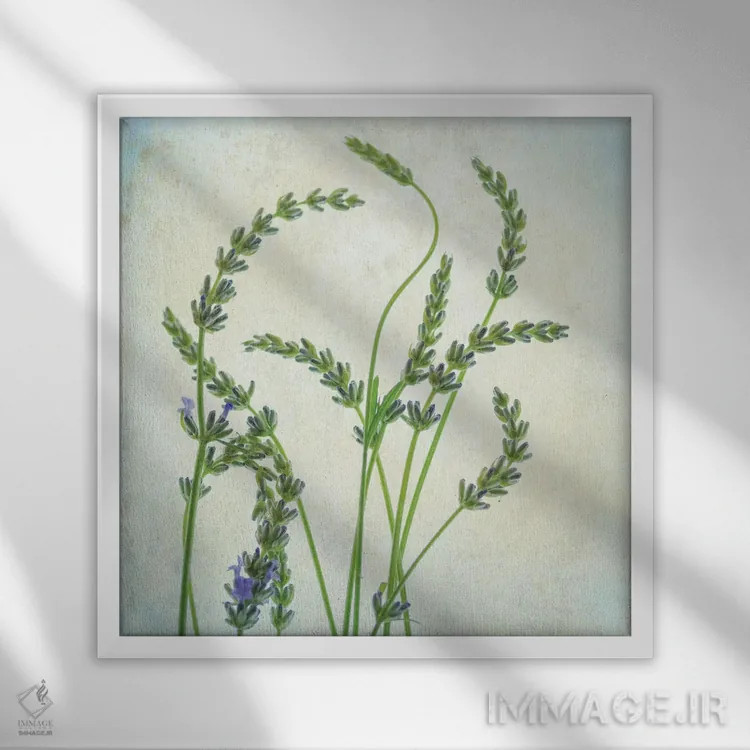 تابلو اسطوخودوس I اثر دیان پوینسکی - نمای قابدار سفید