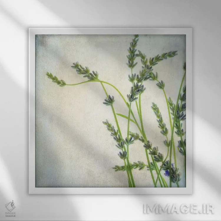 تابلو اسطوخودوس II اثر دیان پوینسکی - نمای قابدار سفید