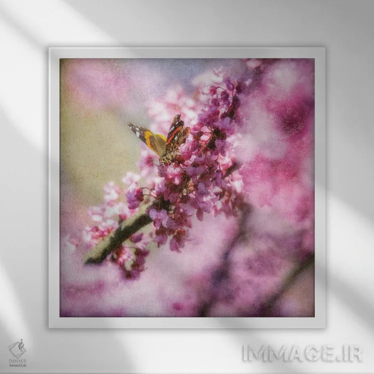 تابلو پروانه روی شکوفههای بهاری اثر دن اسپرول - نمای قابدار سفید