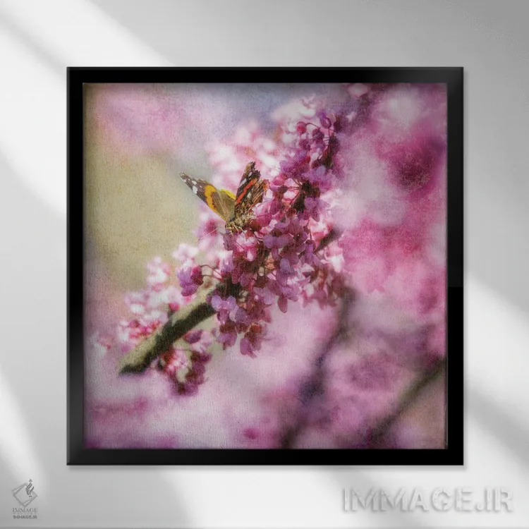 تابلو پروانه روی شکوفههای بهاری اثر دن اسپرول - نمای قابدار مشکی