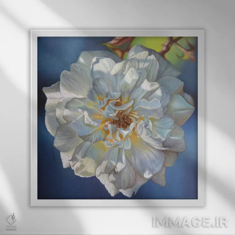 تابلو رز سفید اثر دکوتا دیتویلر - نمای قابدار سفید