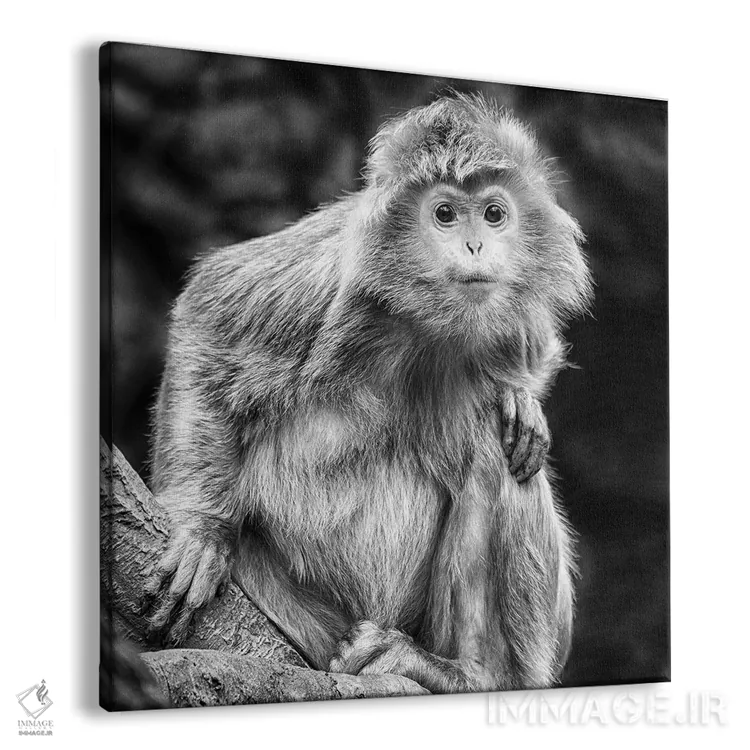 تابلو کنجکاو اثر دیوید گارباورر - نمای پرسپکتیو محصول