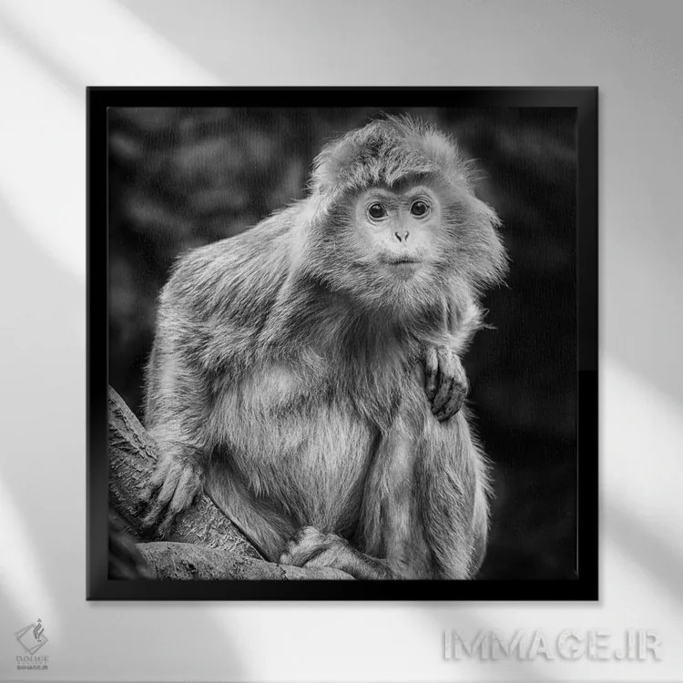 تابلو کنجکاو اثر دیوید گارباورر - نمای قابدار مشکی