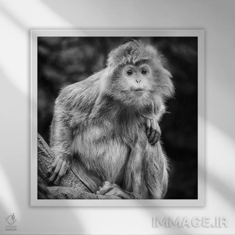 تابلو کنجکاو اثر دیوید گارباورر - نمای قابدار سفید