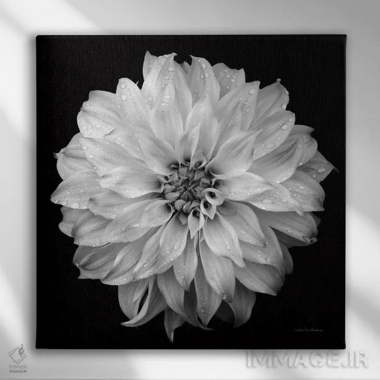 تابلو کوکب ۴ (سیاه و سفید) اثر دبرا ون سوارینجن - نمای روبهرو روی دیوار