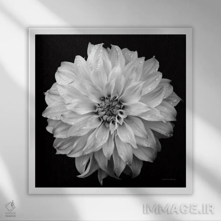 تابلو کوکب ۴ (سیاه و سفید) اثر دبرا ون سوارینجن - نمای قابدار سفید