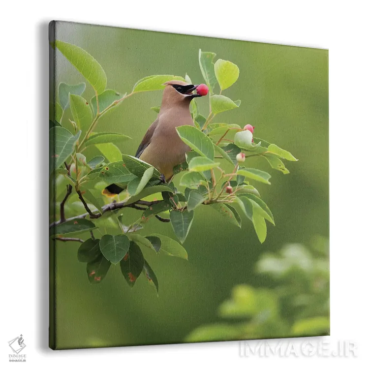 تابلو Carmel, Indiana. Cedar waxwing feeds on serviceberry fruit.,ایالات متحده، کارمل، ایندیانا. سیدر وکسوینگ در حال تغذیه از میوه سروس بری اثر دبورا وینچستر - نمای پرسپکتیو محصول