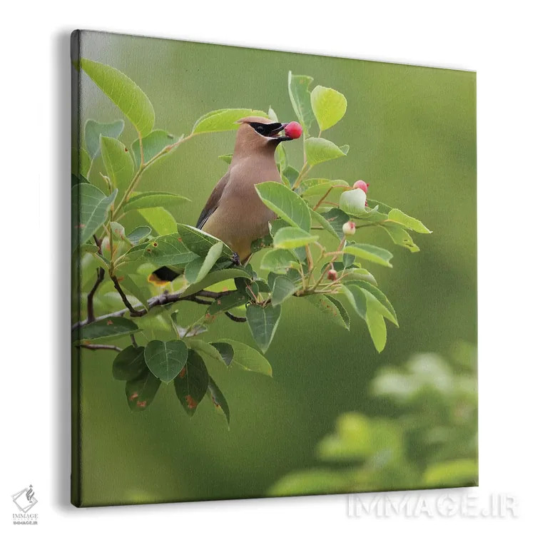 تابلو Carmel, Indiana. Cedar waxwing feeds on serviceberry fruit.,ایالات متحده، کارمل، ایندیانا. سیدر وکسوینگ در حال تغذیه از میوه سروس بری اثر دبورا وینچستر - نمای پرسپکتیو محصول