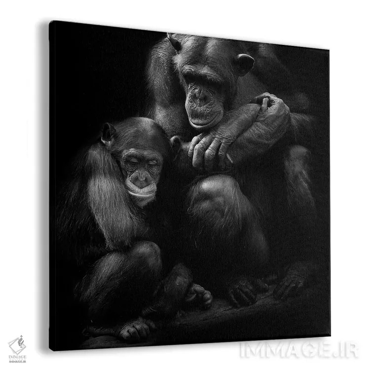 تابلو خانواده شامپانزه اثر دیوید وولَن - نمای پرسپکتیو محصول